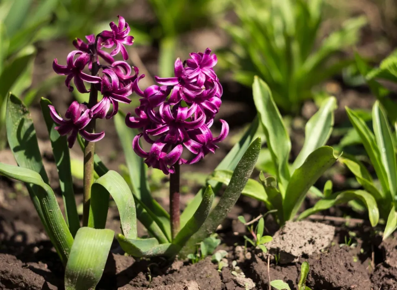 zdrowe cebulki hiacyntów