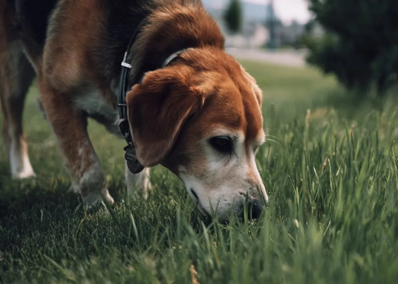 Pies po odrobaczeniu zmęczony, pies śpiący po lekach