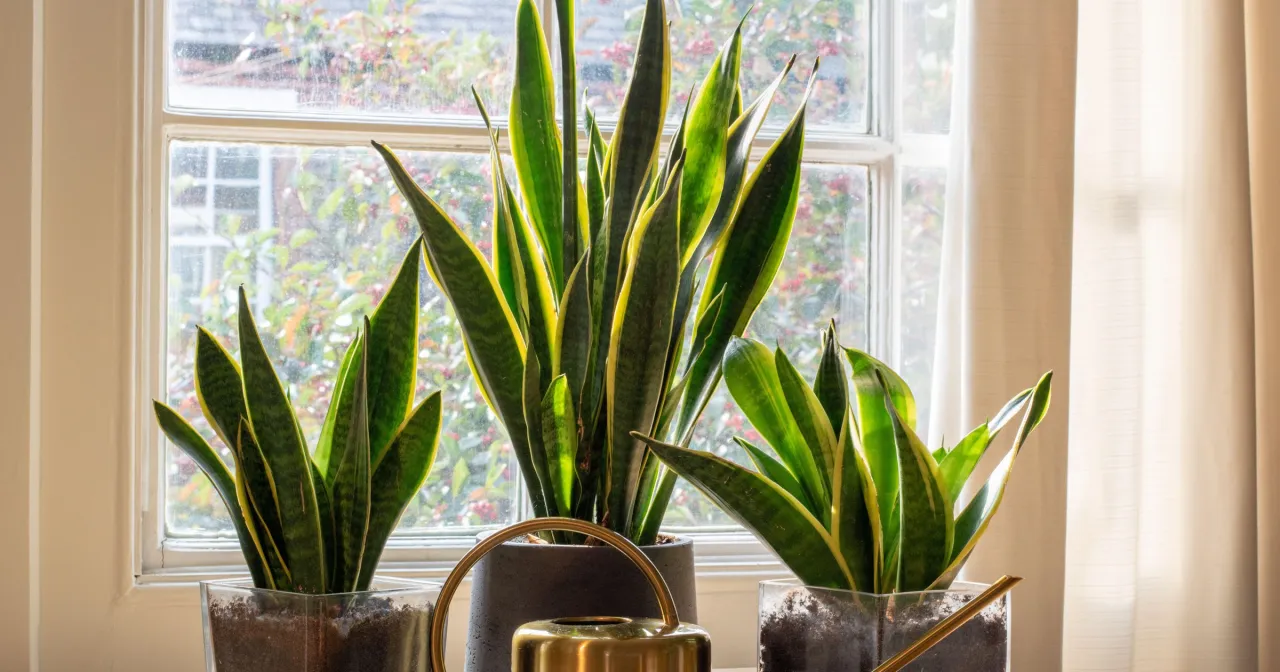 sansewieria w ciasnej doniczce