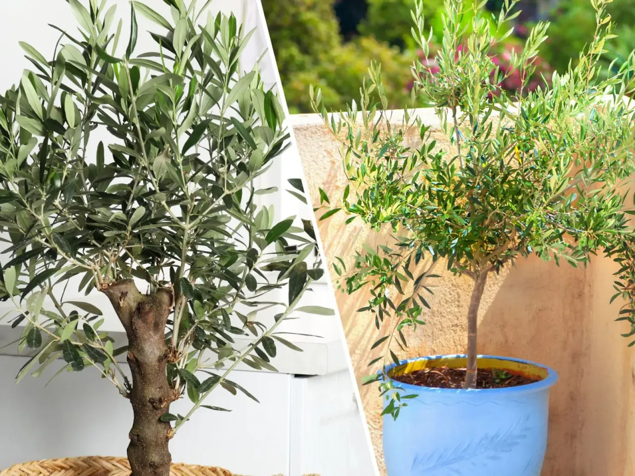 Dwie oliwki: jedna w koszu, druga w niebieskiej donicy. Dowiedz się, jak przycinać oliwkę, by rosła zdrowo i pięknie.