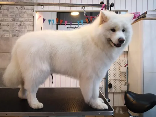 Samoyed pielęgnacja sierści szczotkowanie
