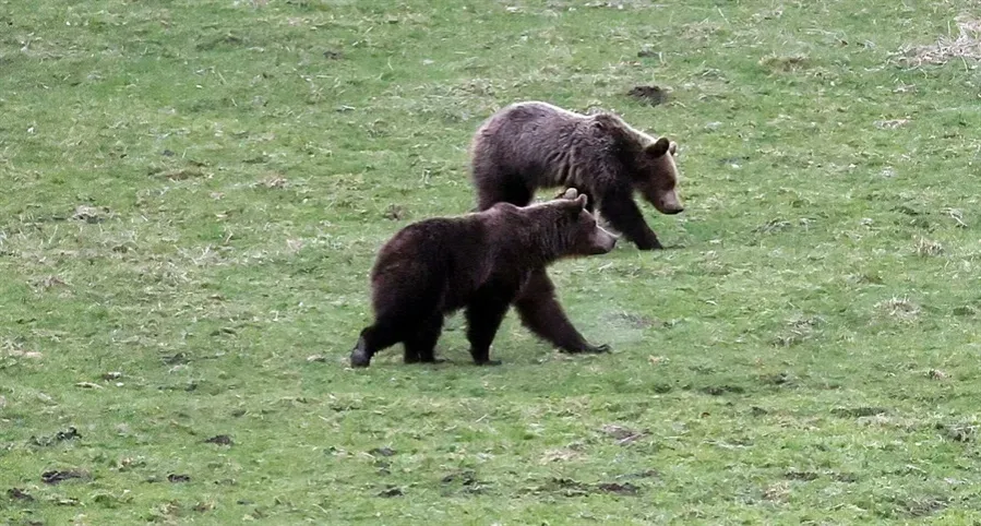 dw&oacute;ch myśliwych w lesie niedźwiedź