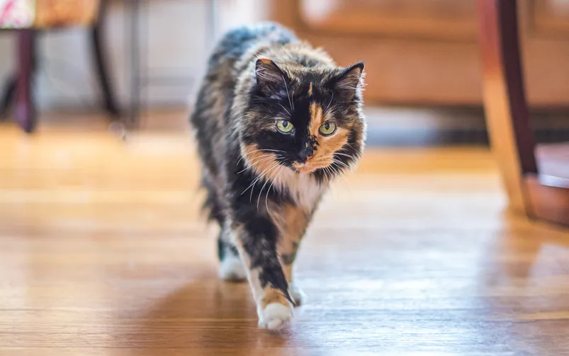 kot szylkretowy i calico