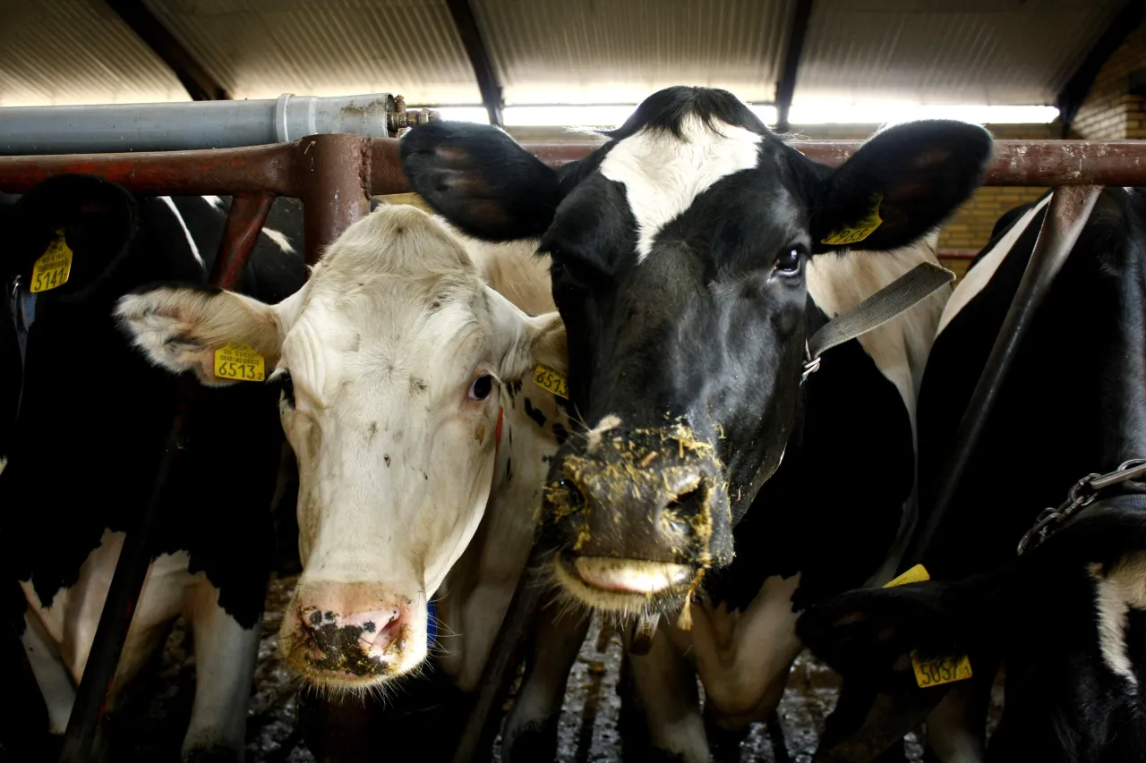 Dwie krowy, jedna czarno-biała, druga biała, jedzą wysłodki buraczane mokre dla kr&oacute;w mlecznych.