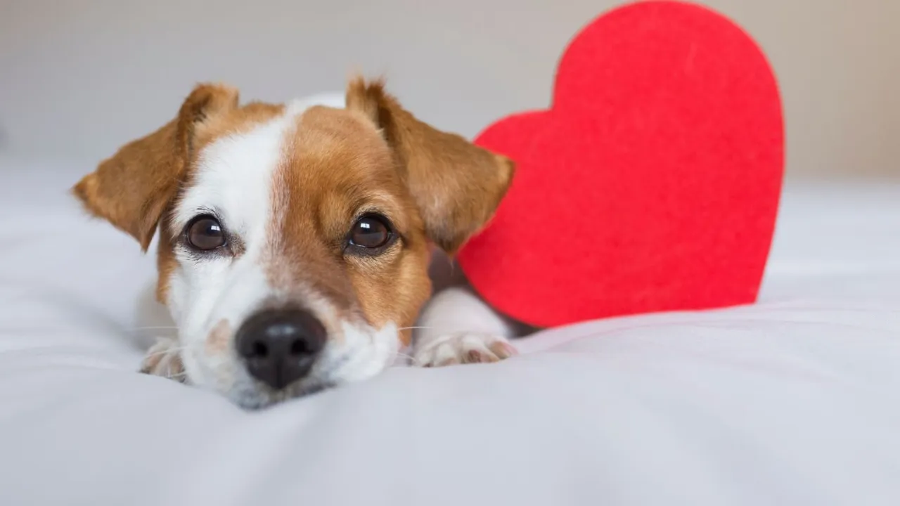 serce psa schemat dcm