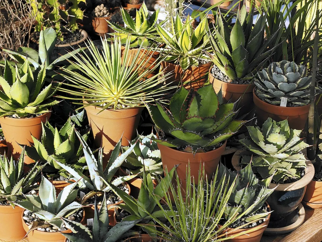 agawa w donicy na tarasie