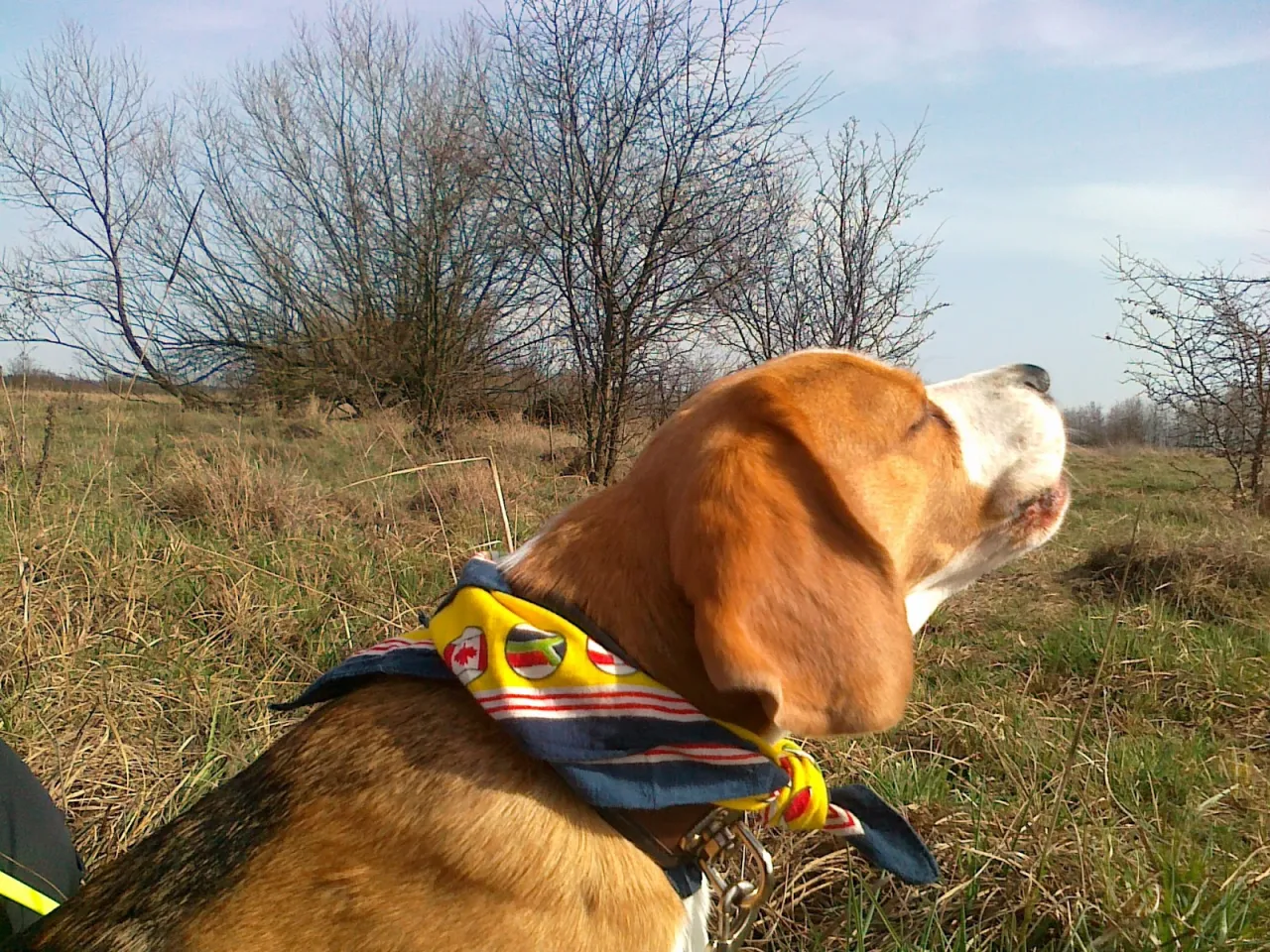 Beagle na macie węchowej