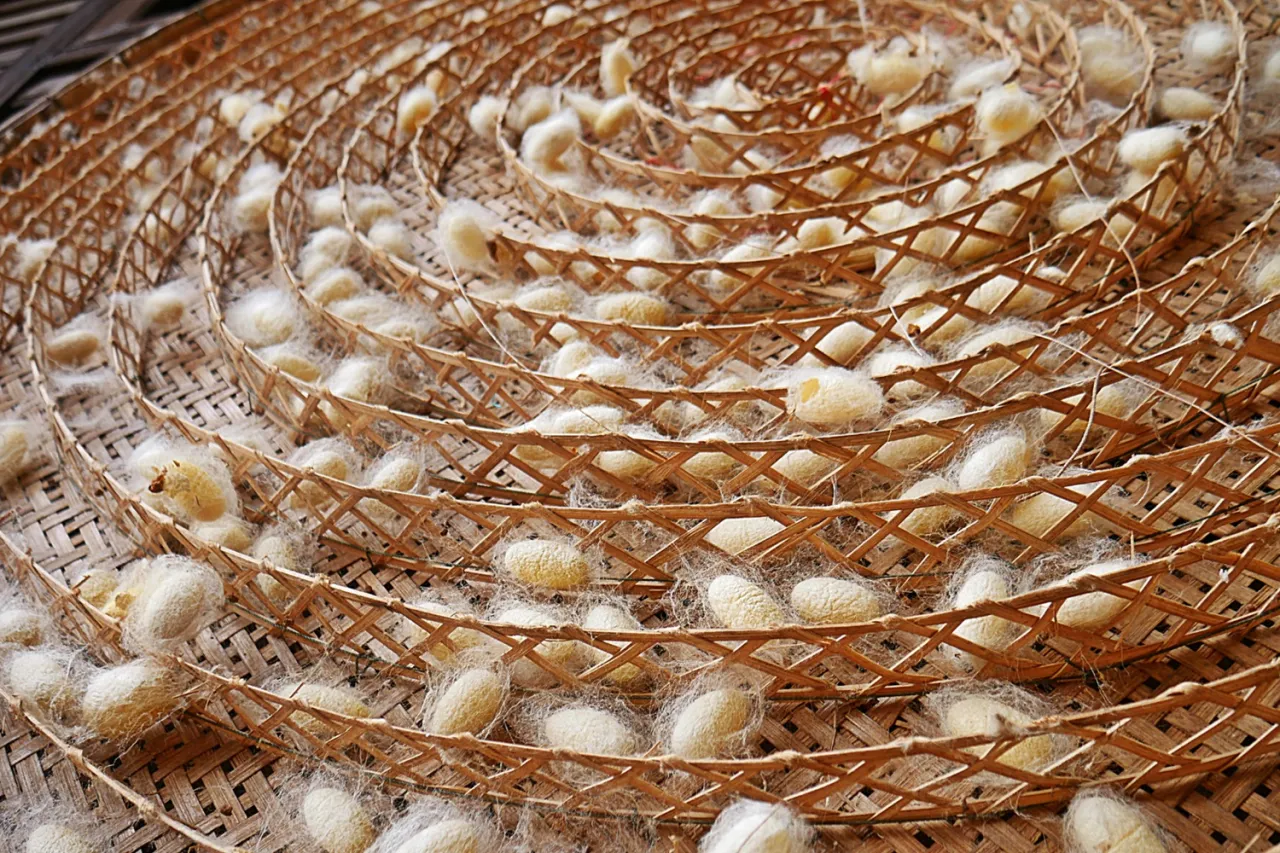 Kokony jedwabnik&oacute;w na bambusowej tacy. To z nich powstaje jedwab, delikatna nić, kt&oacute;ra zdobi nasze ubrania.