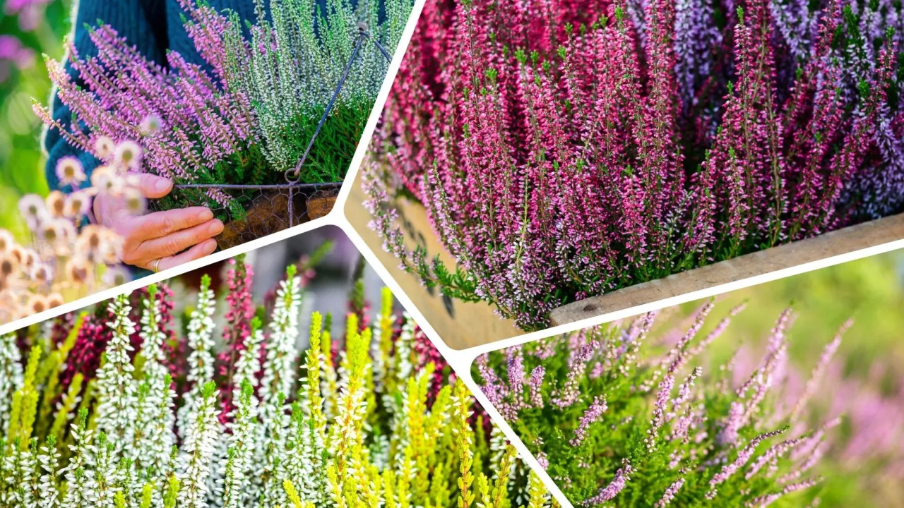 różne odmiany wrzosów kalendarz kwitnienia