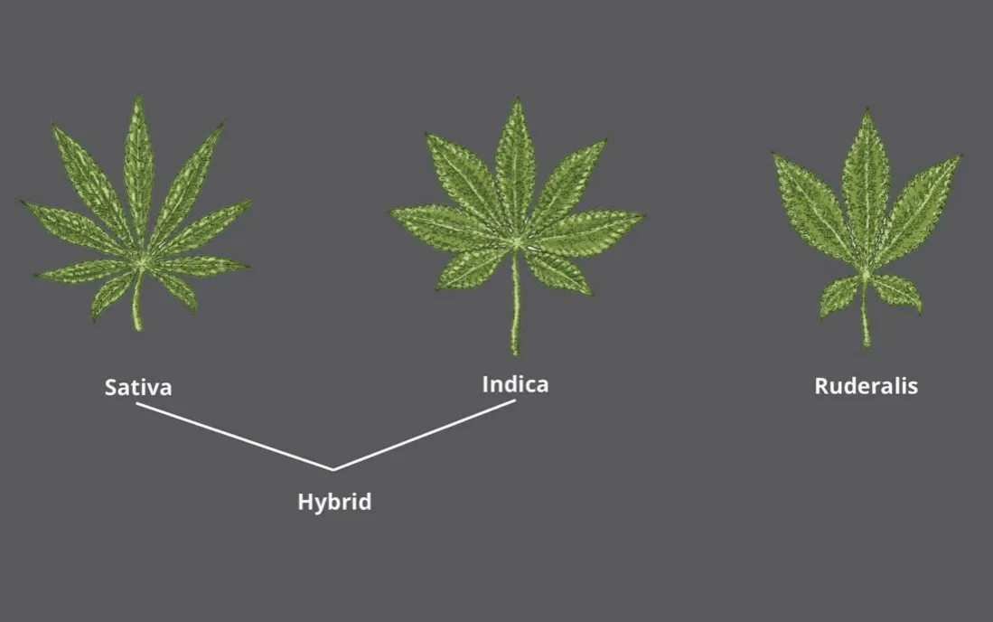 Indica Sativa hybryda różnice