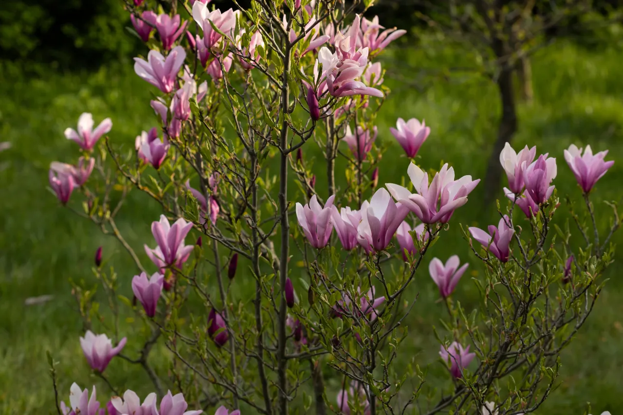 Planowanie ogrodu z magnolią