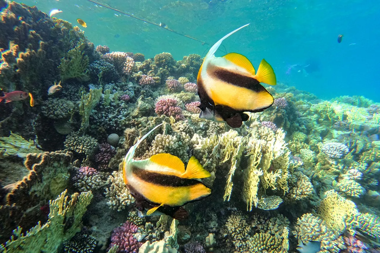 Plong&eacute;e Mer Rouge &Eacute;gypte r&eacute;cifs coralliens