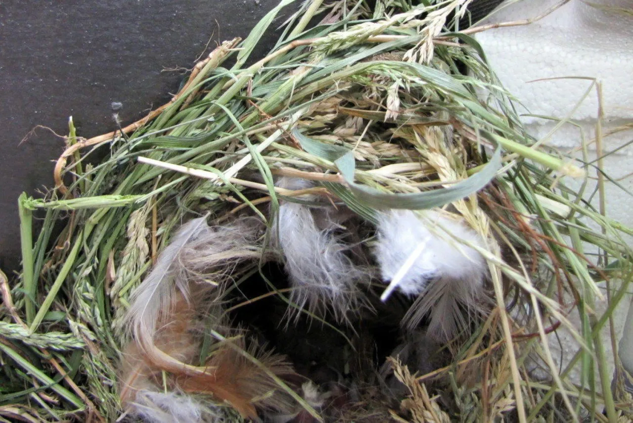 Wróbel domowy gniazdo z jajami