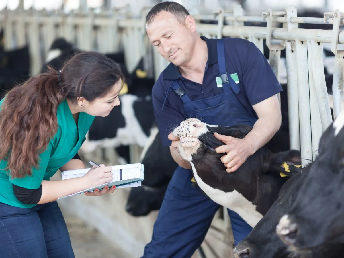Weterynarze badają krowę na farmie. Zastanawiasz się, ile zarabia weterynarz w Anglii?