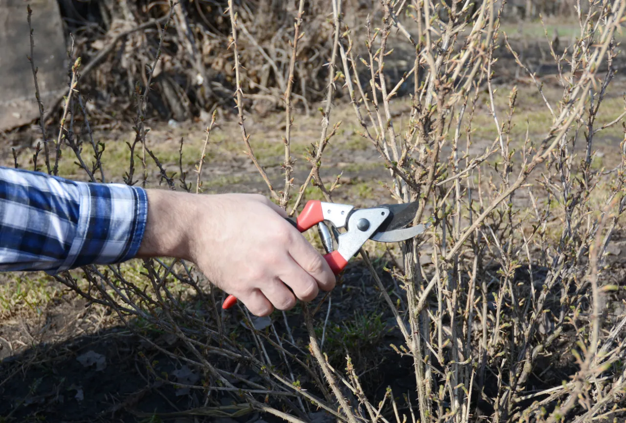 Korzyści z przycinania porzeczkoagrestu