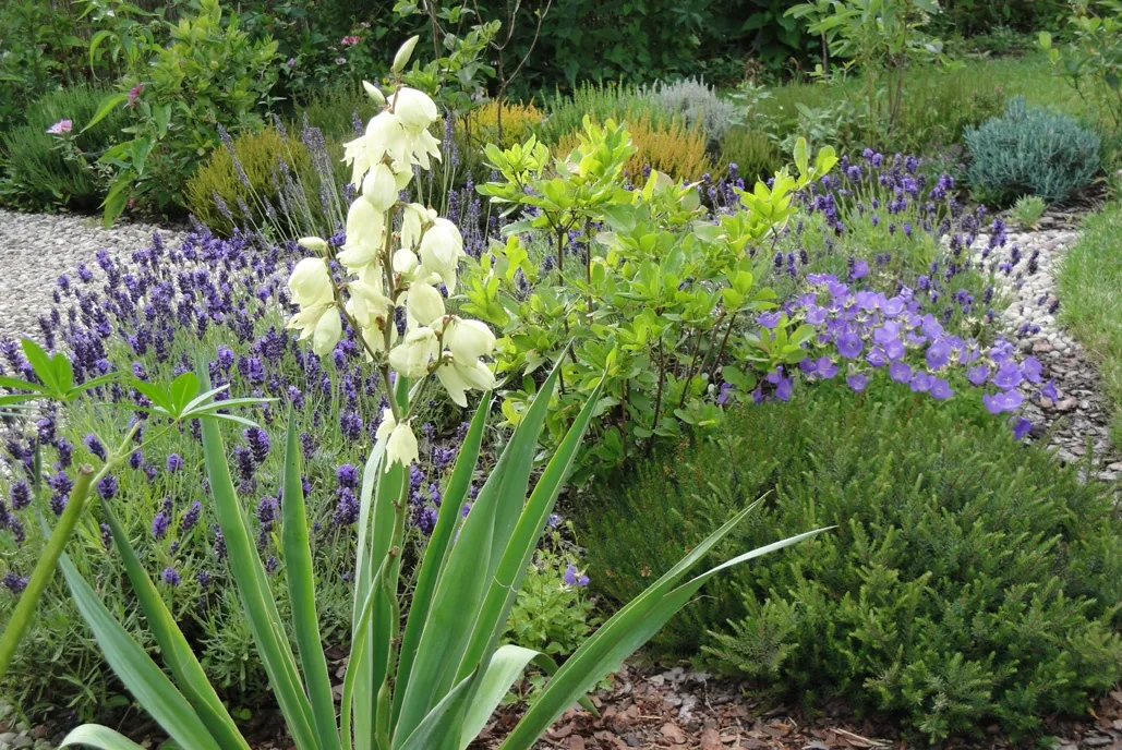 tamaryszek z lawendą kompozycja