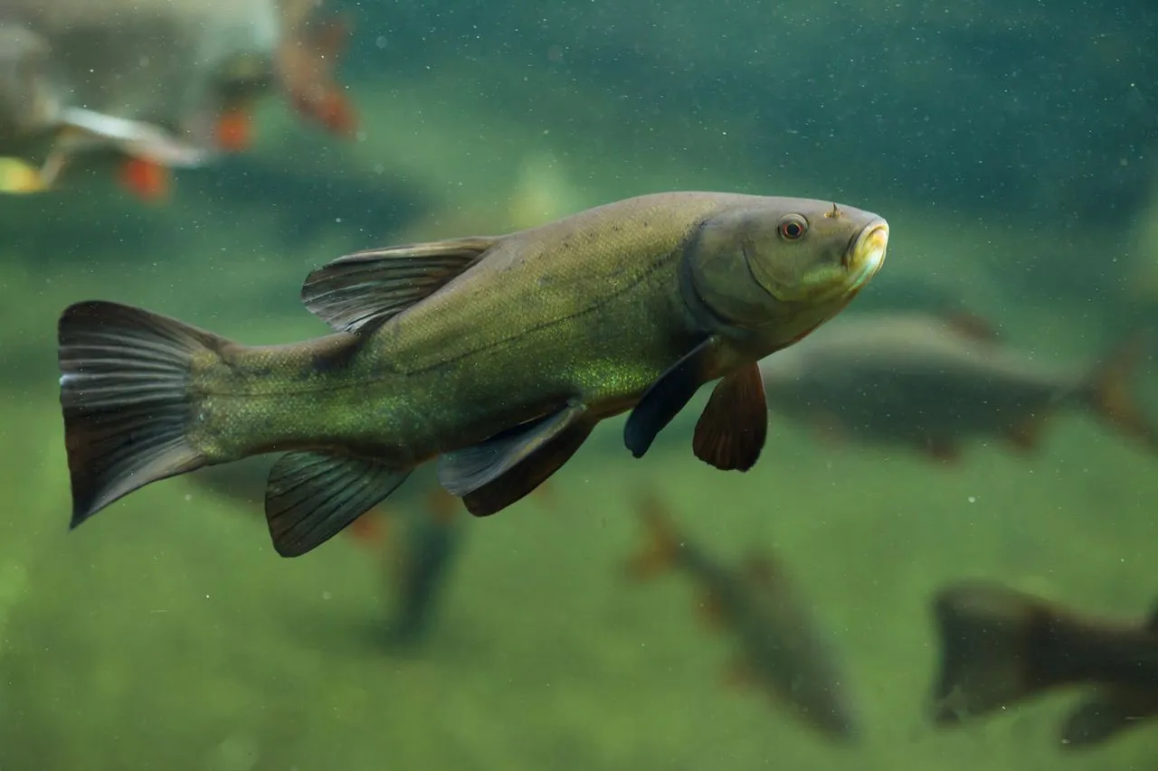 lin ryba w wodzie, lin na tle roślinności wodnej