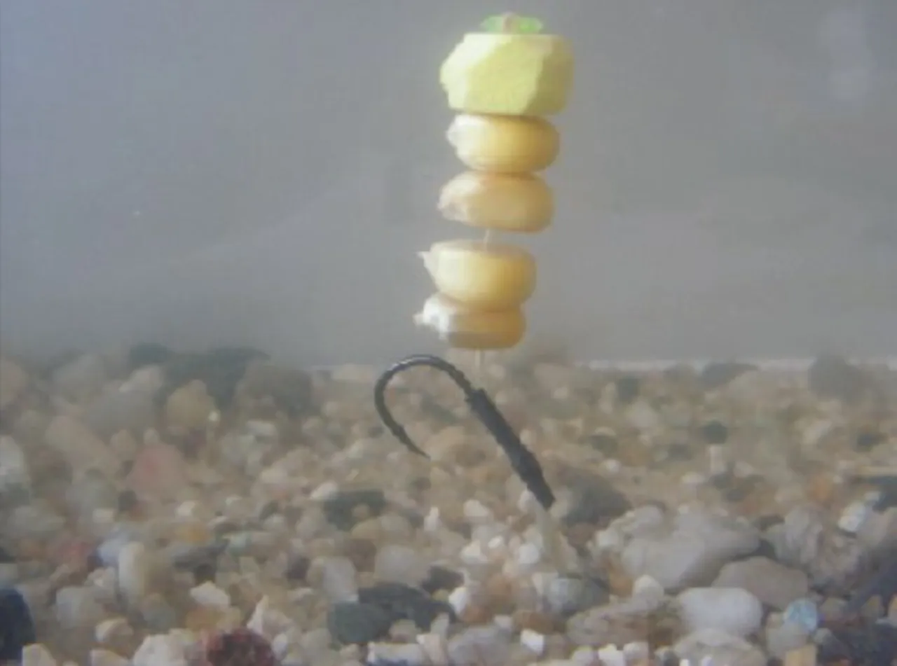 Jak zakładać kukurydzę na haczyk: nawleczone ziarna kukurydzy i kostka ż&oacute;łtego tworzywa na żyłce, tuż nad haczykiem.