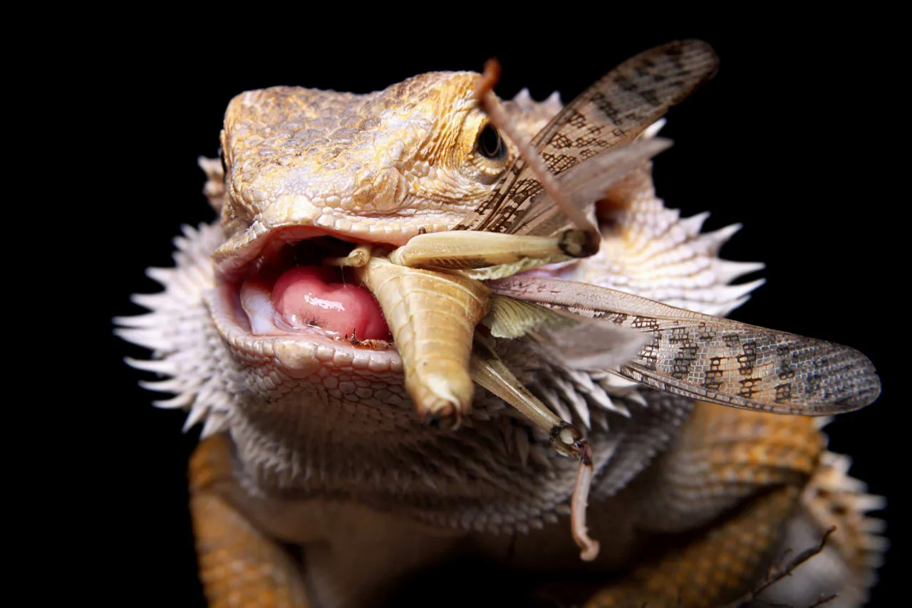 Agama brodata i gekon lamparci por&oacute;wnanie