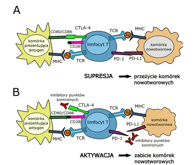immunoterapia jak działa schemat