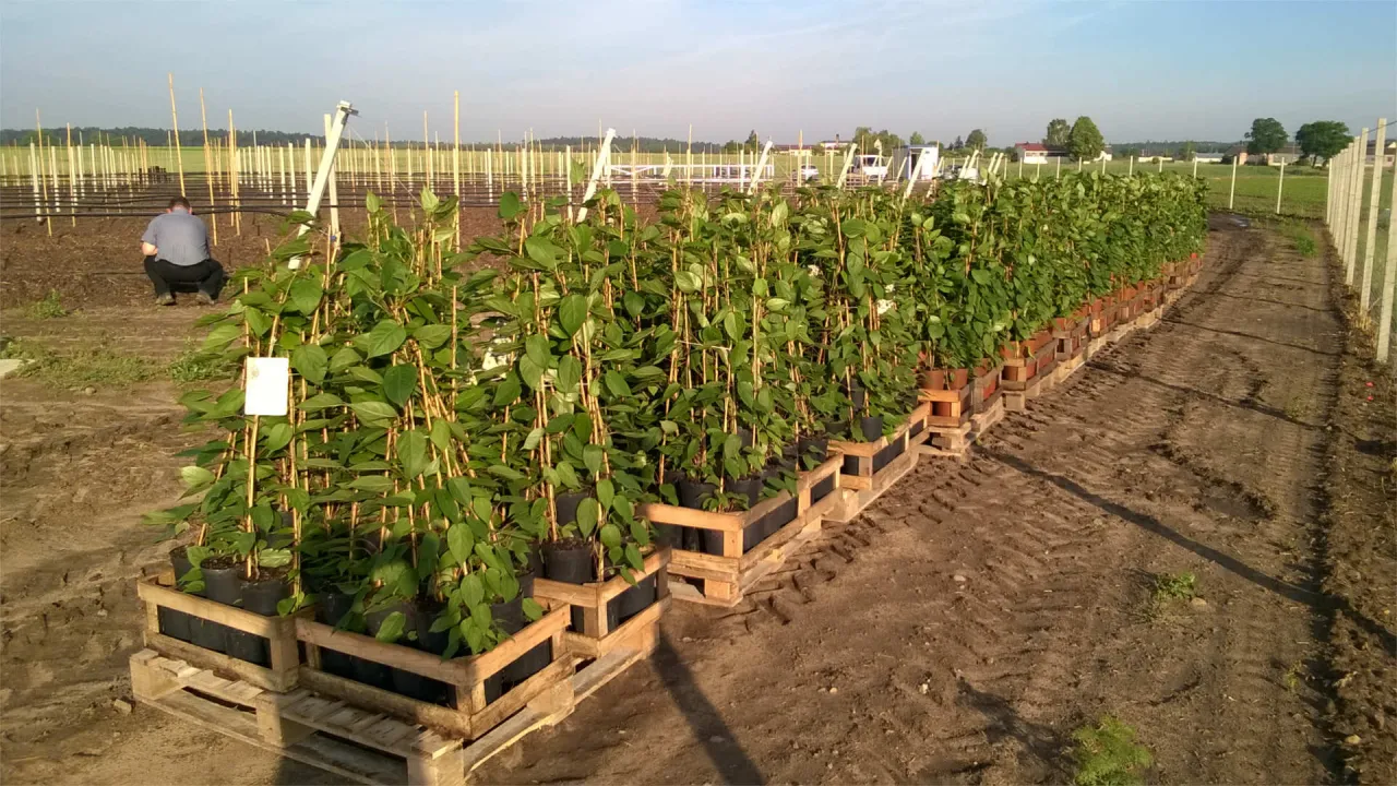 Mini kiwi w polskim ogrodzie