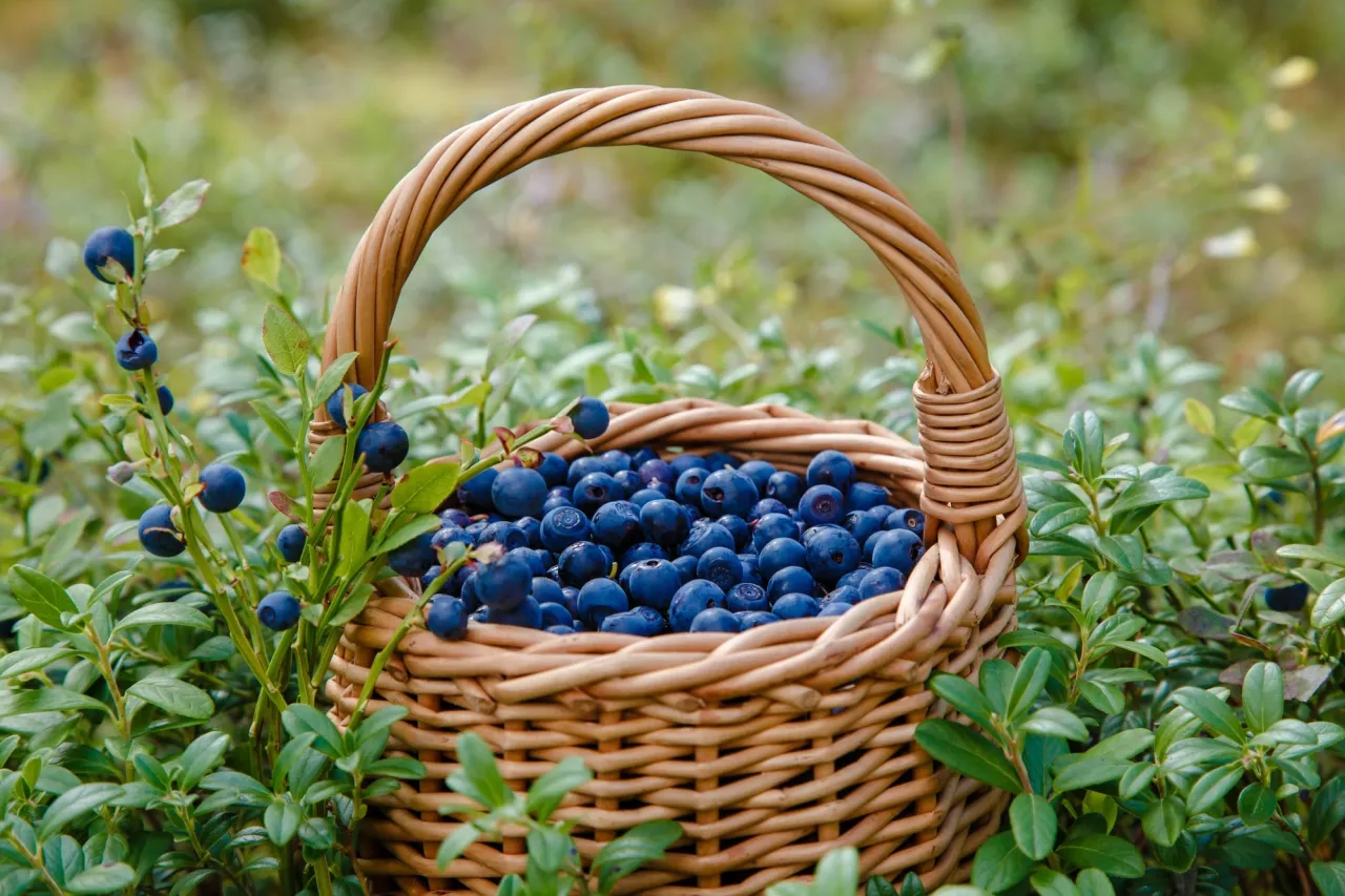 Koszyk pełen bor&oacute;wek amerykańskich w ciąży, gotowych do zbioru.