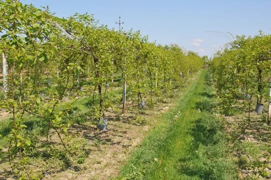 mini kiwi stanowisko w ogrodzie podpory