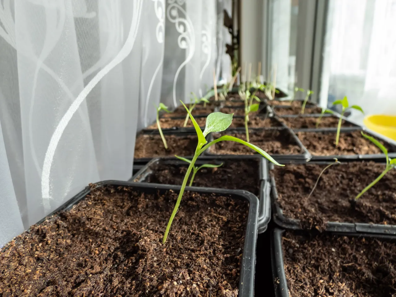 wyciągnięte siewki pomidorów