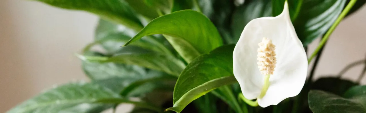 Toksyczność skrzydłokwiatu dla dzieci i zwierząt domowych