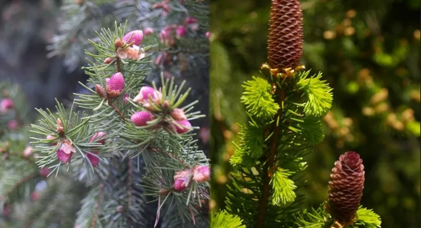 Kwiaty męskie i żeńskie świerku zdjęcia
