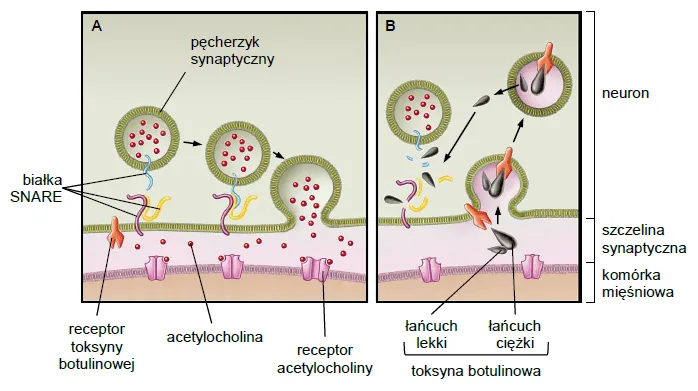 schemat działania toksyny botulinowej na mięśnie