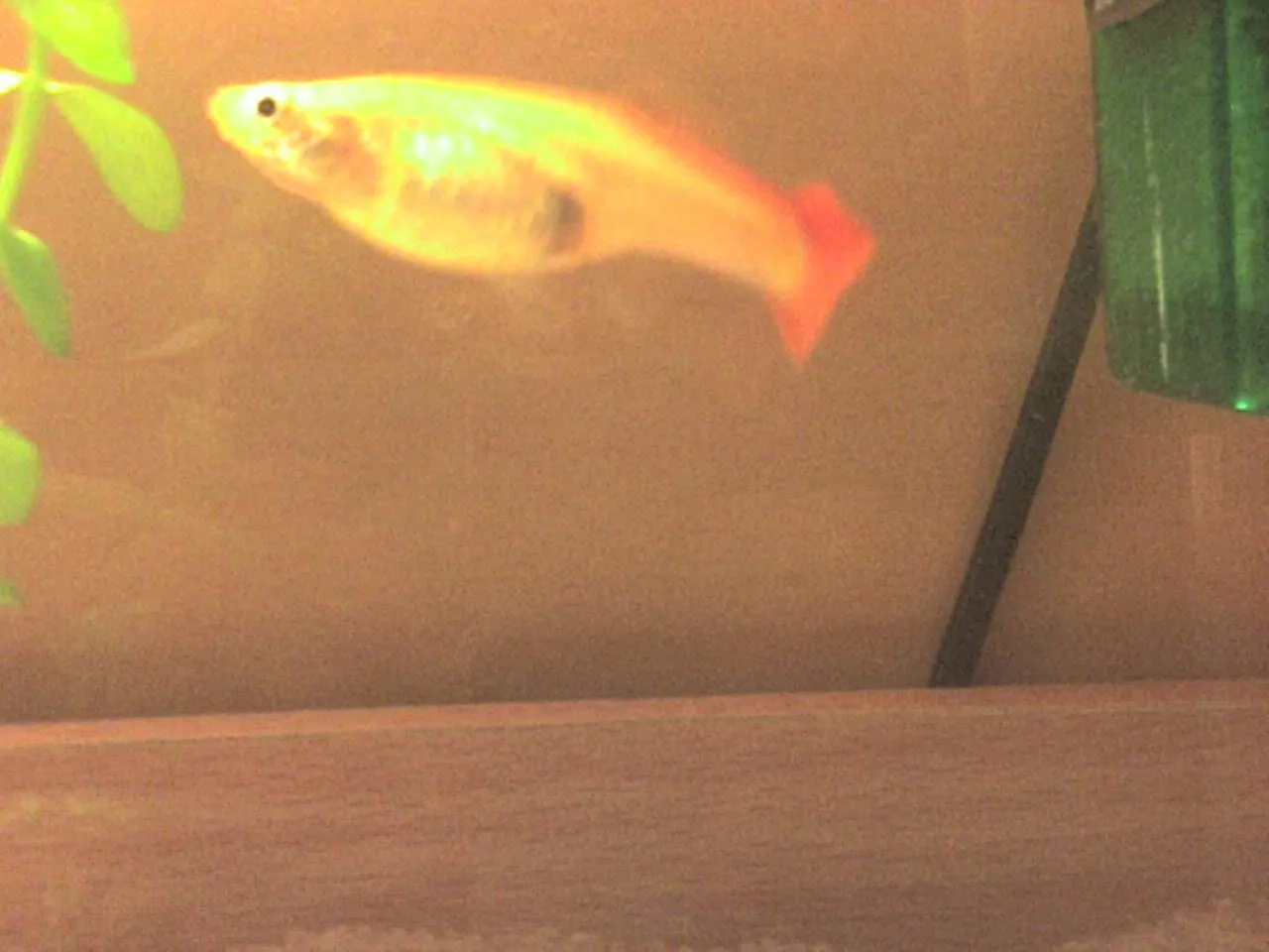 Ciężarna samica gupika z widoczną plamą ciążową