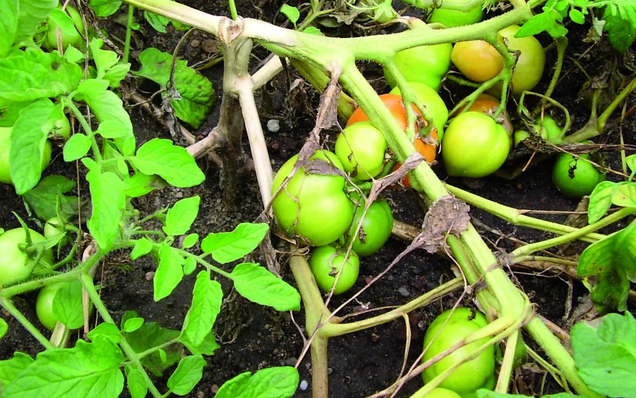 Zielone pomidory dojrzewają na krzaku. Uprawa pomidora w polu w pełni rozkwitu, z widocznymi łodygami i liśćmi.