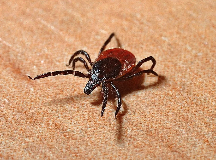 Zdjęcie Skuteczne sposoby na pozbycie się kleszczy z działki bez chemii
