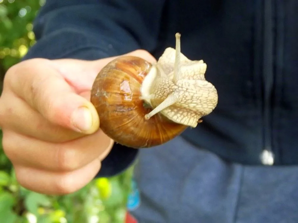 ślimak winniczek składający jaja
