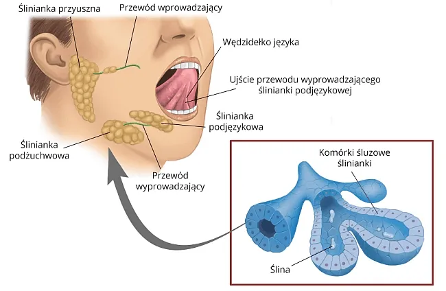 Objawy zespołu Sjögrena infografika