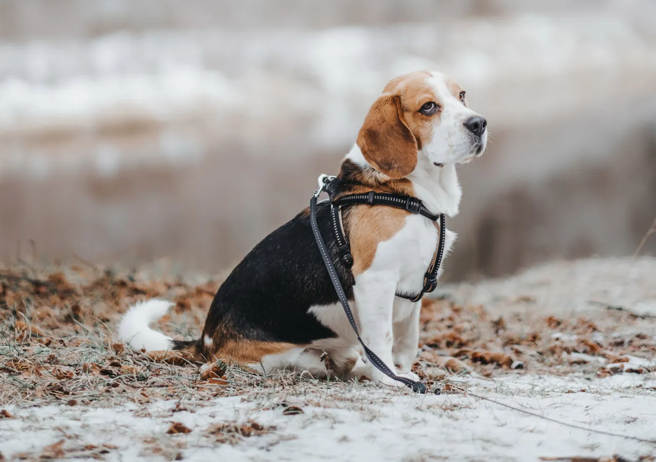 Beagle uciekający za zapachem