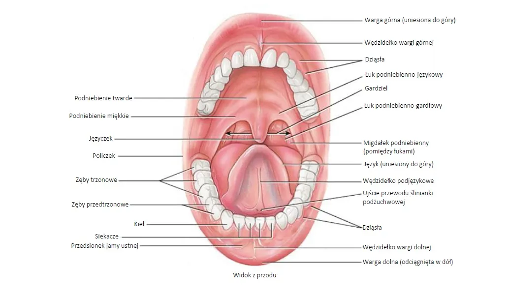 lokalizacja siekaczy w jamie ustnej diagram