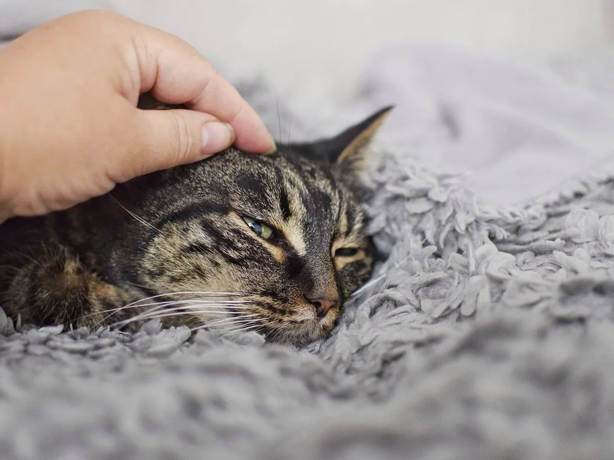 Zestresowany kot na łóżku