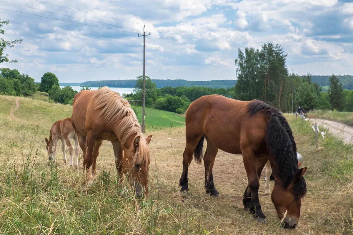 Konie w Wigierskim Parku Narodowym