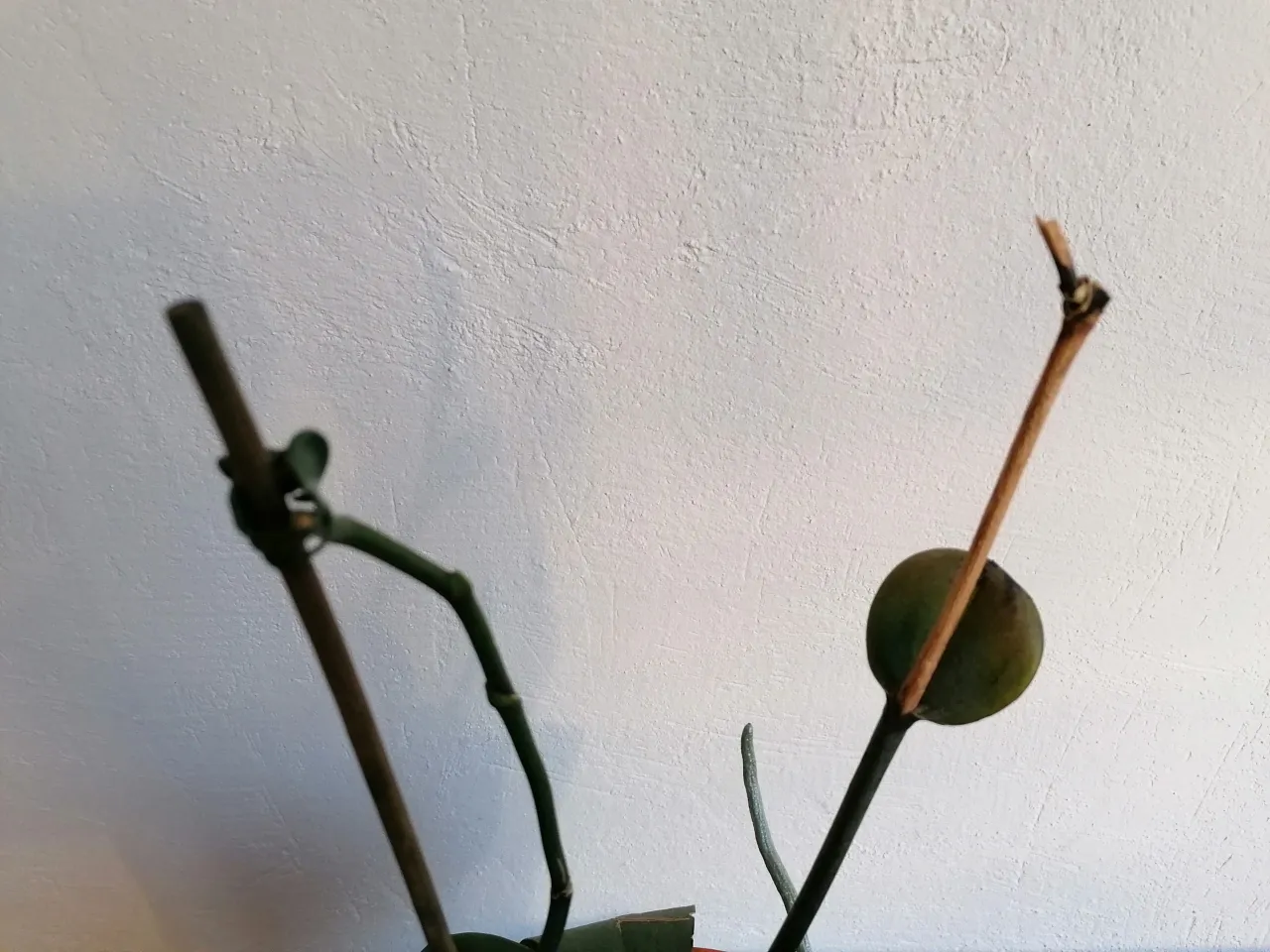 Dwa uschnięte pędy storczyka, jeden zielony, drugi brązowy, czekają na przycięcie. Dowiedz się, jak przycinać storczyki po przekwitnięciu.