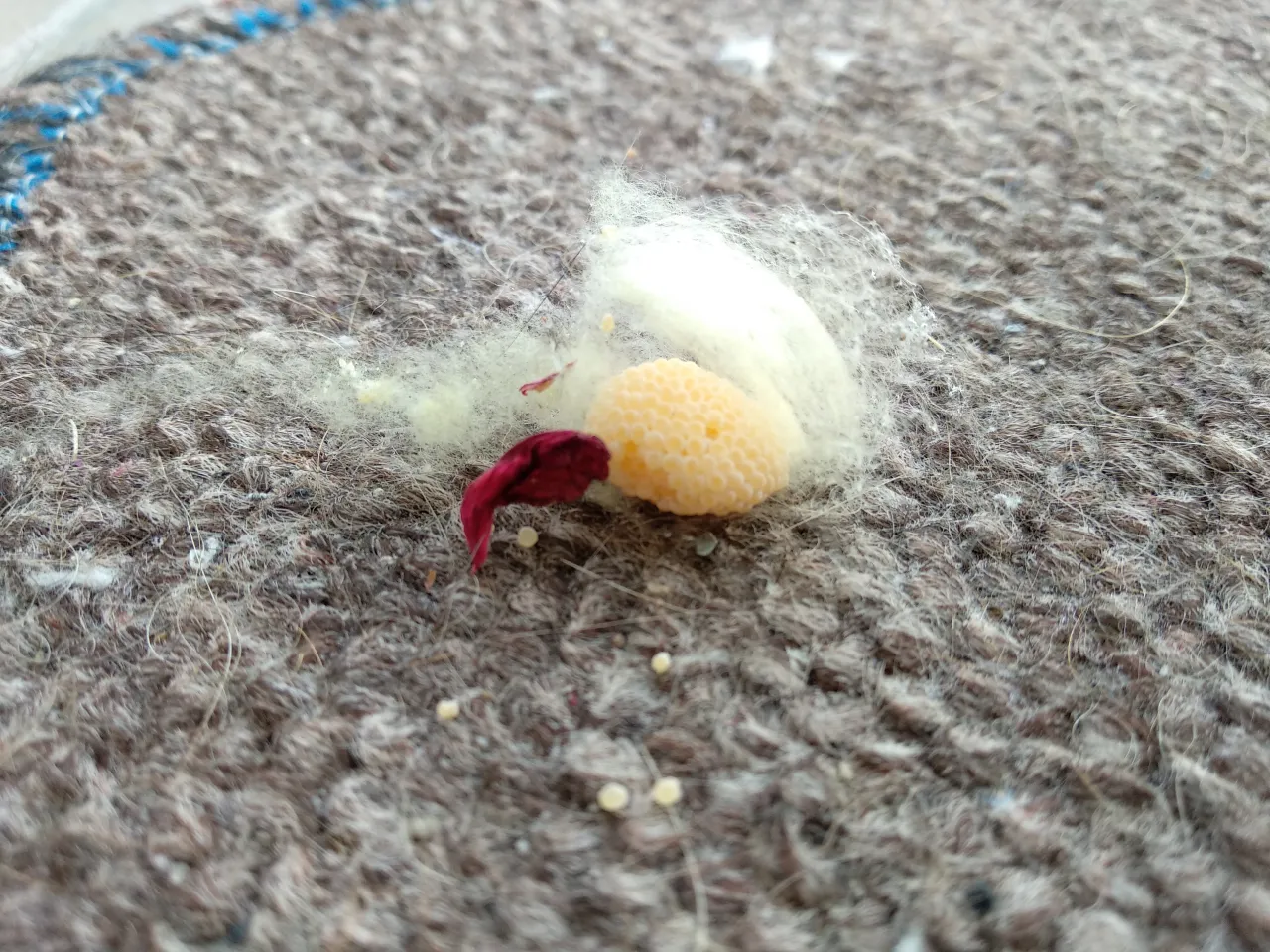 Kokon pająka z jajami