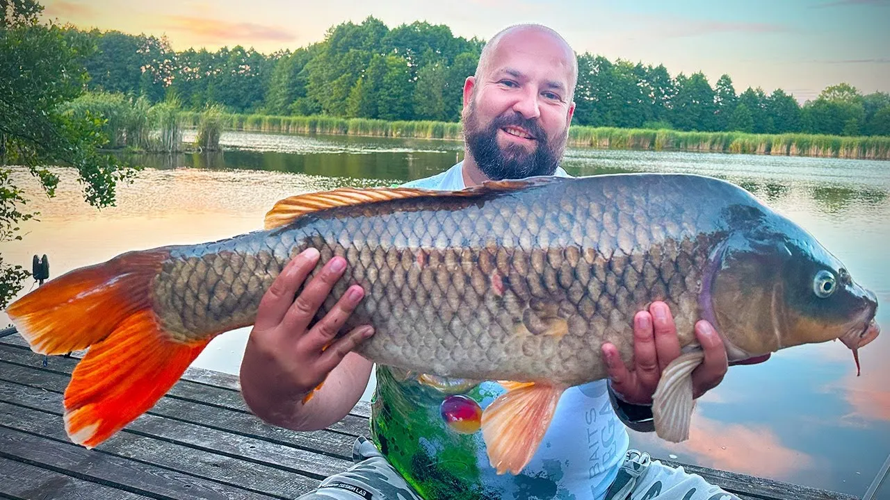 karpie amury łowisko Rokitnica