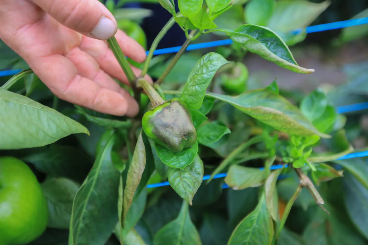 choroby i szkodniki papryki