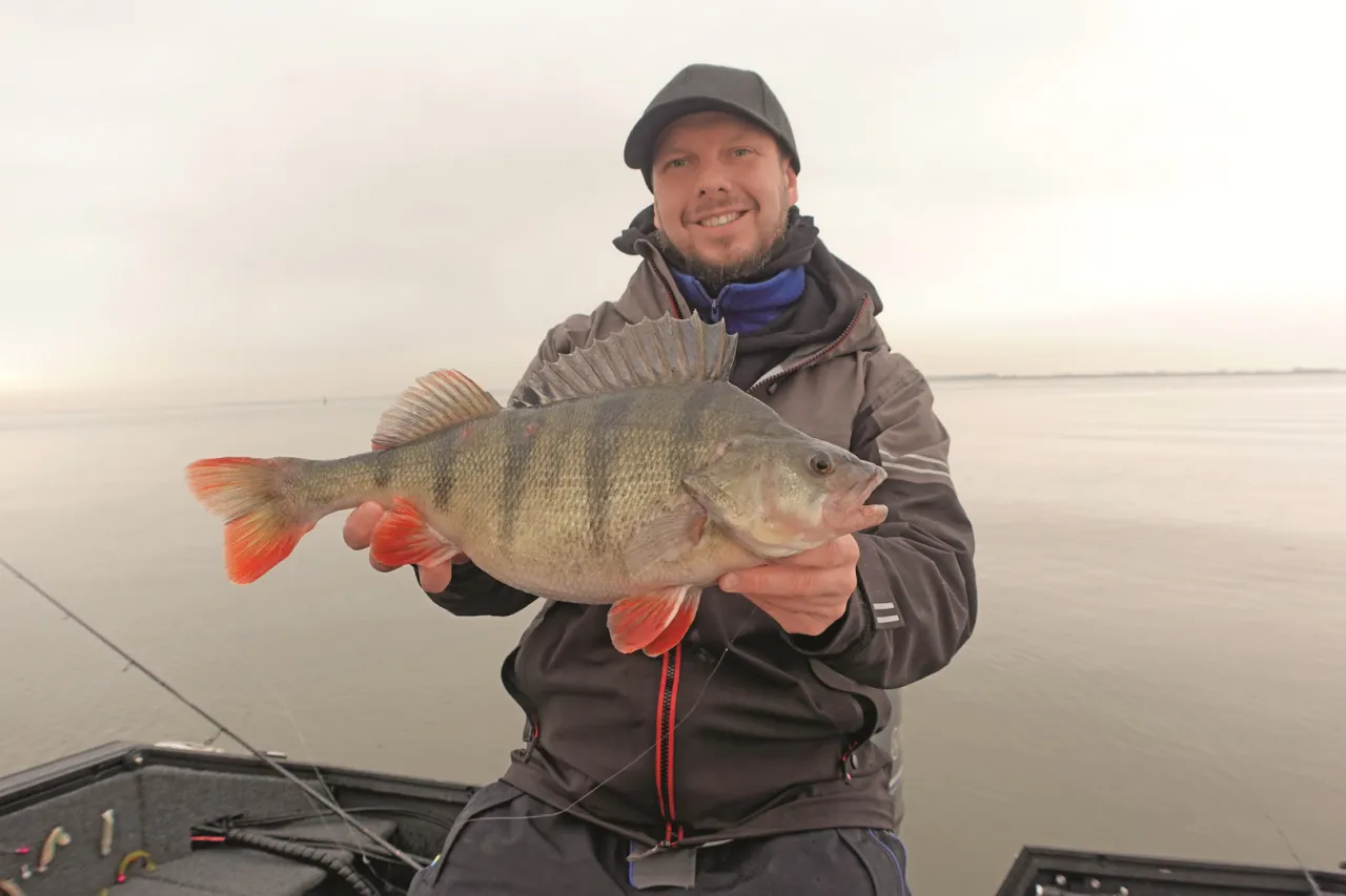 Szczęśliwy wędkarz trzyma pięknego okonia złowionego na spinning.