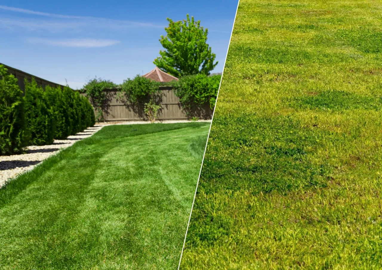 suche plamy na trawniku nierównomierne nawadnianie