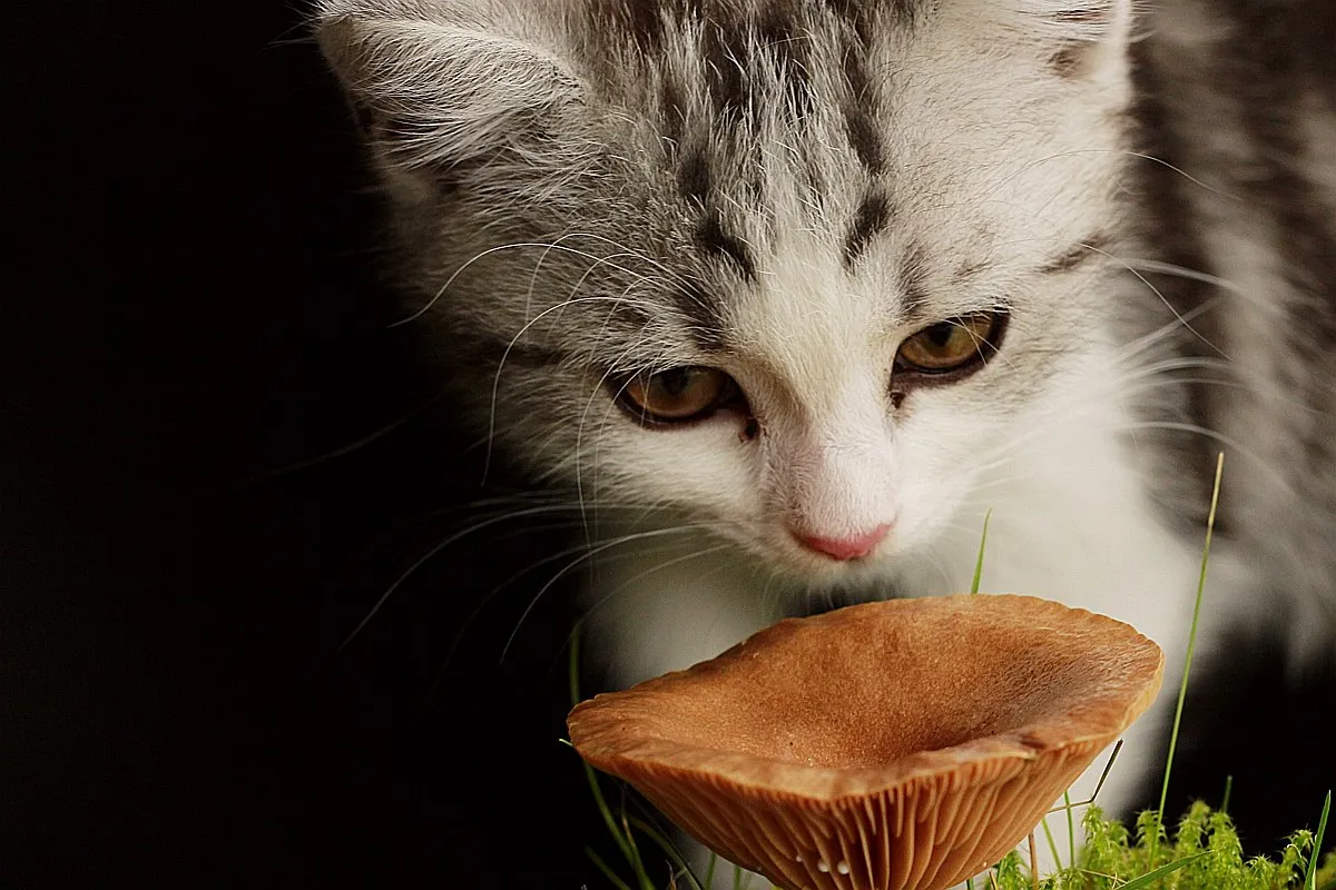 Mały kotek z zaciekawieniem przygląda się grzybowi. Czy koty mogą jeść grzyby? To pytanie nurtuje wielu właścicieli.