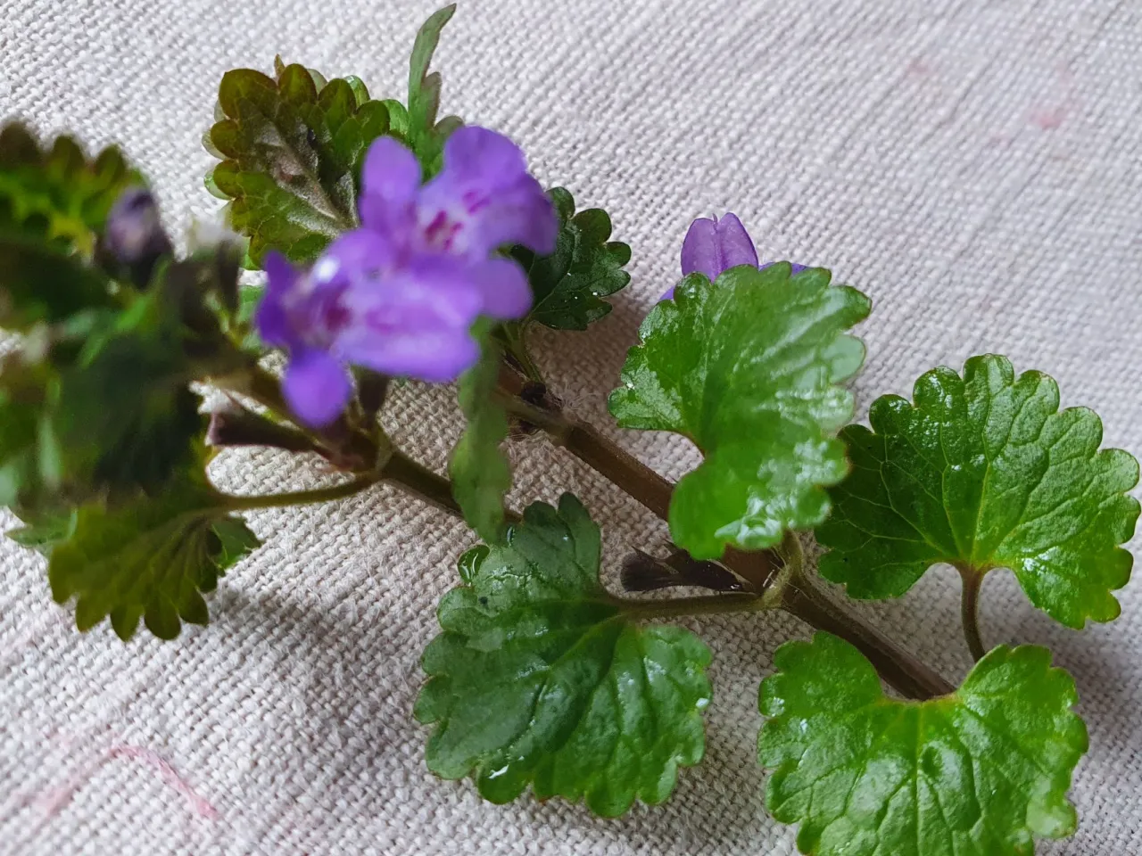 Bluszczyk kurdybanek liście kwiaty