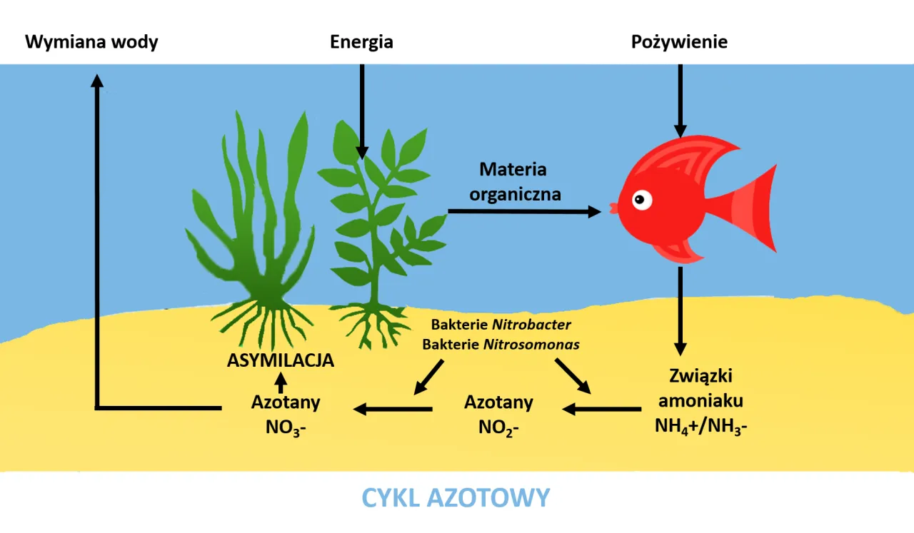 Cykl azotowy w akwarium schemat