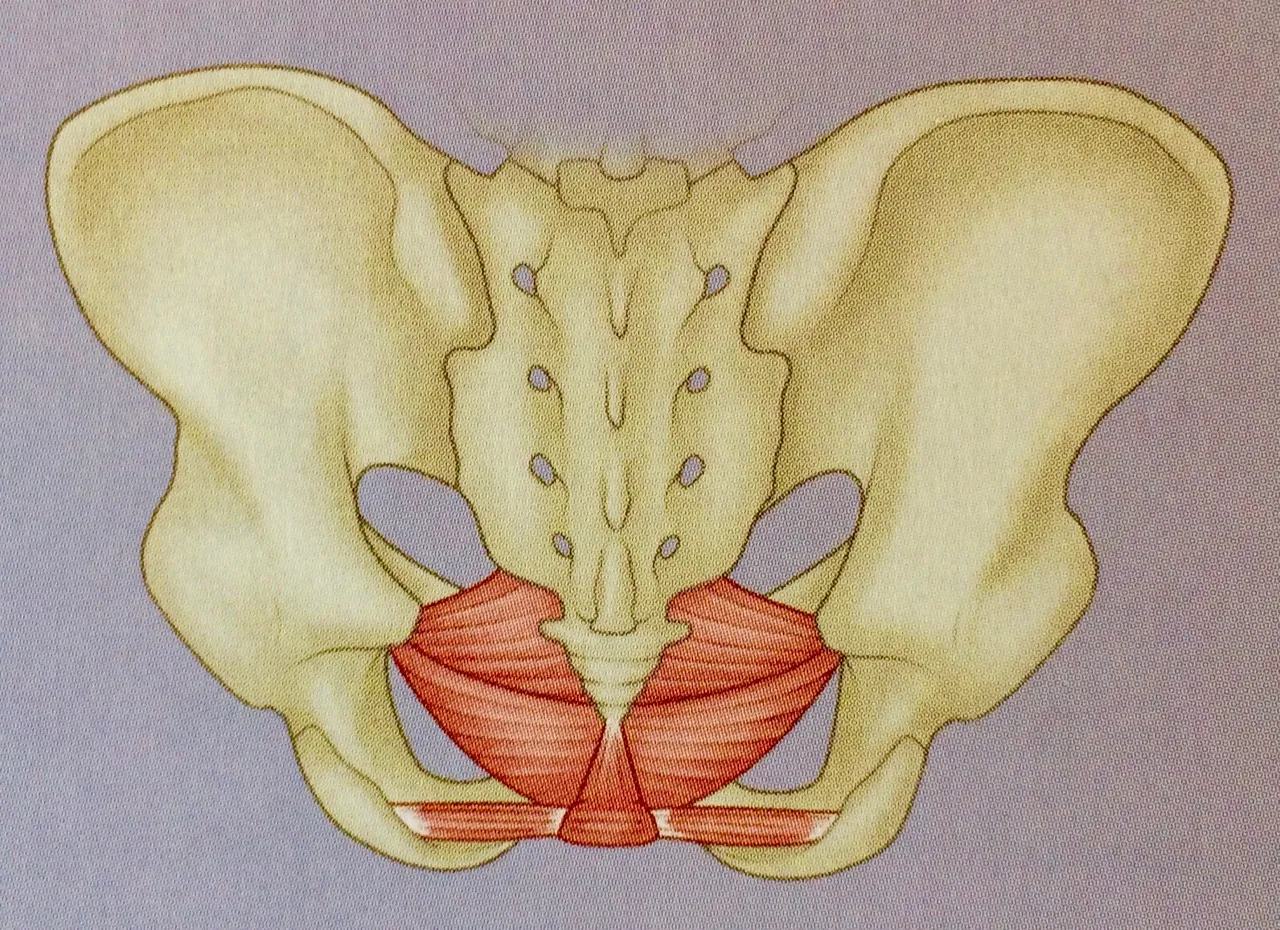 Beckenbodenmuskulatur Anatomie einfach